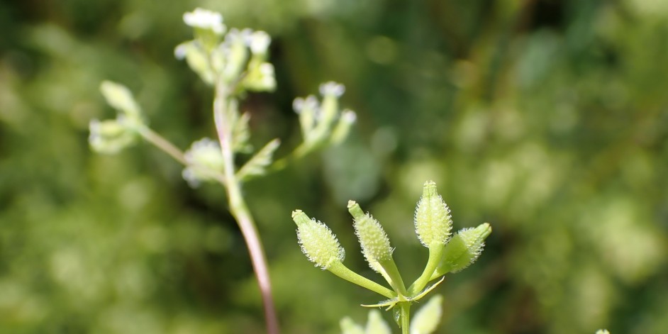 Anthriscus caucalis