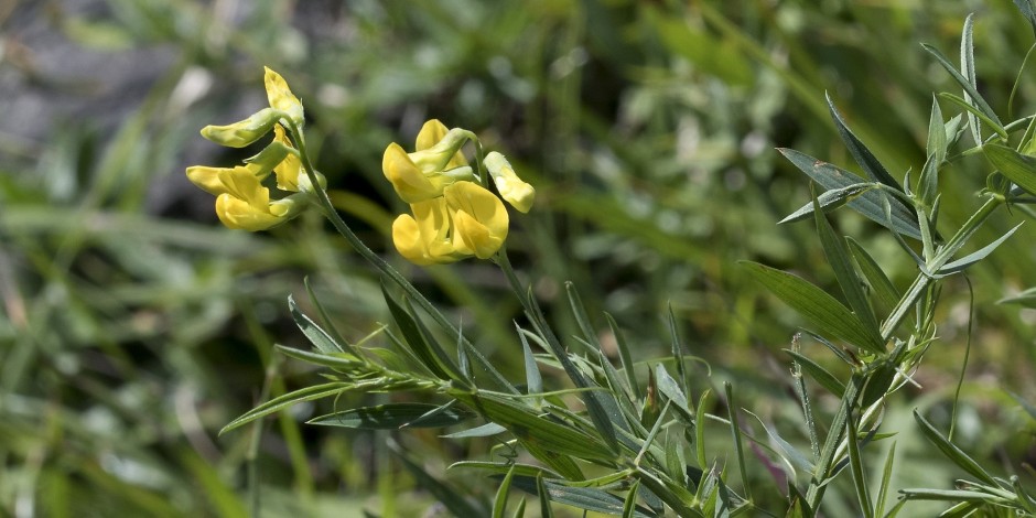 Lathyrus pratensis