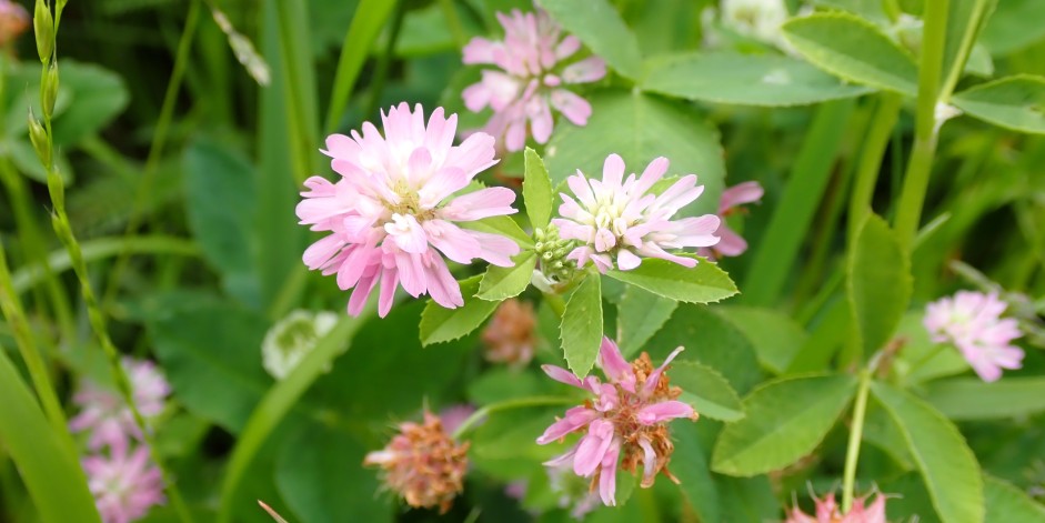 Trifolium resupinatum