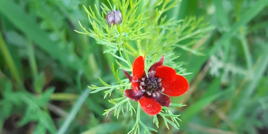 Adonis annua
