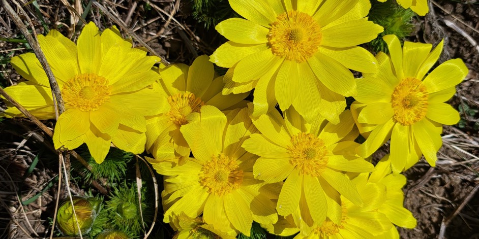 Adonis vernalis