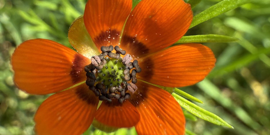 Adonis aestivalis