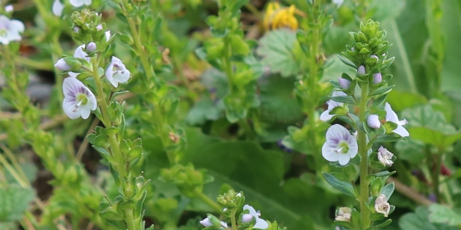 Veronica serpyllifolia