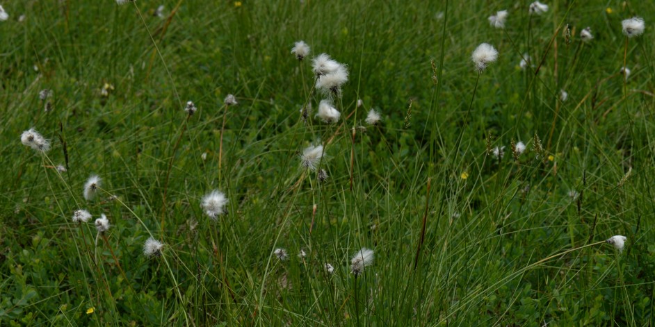 Eriophorum vaginatum