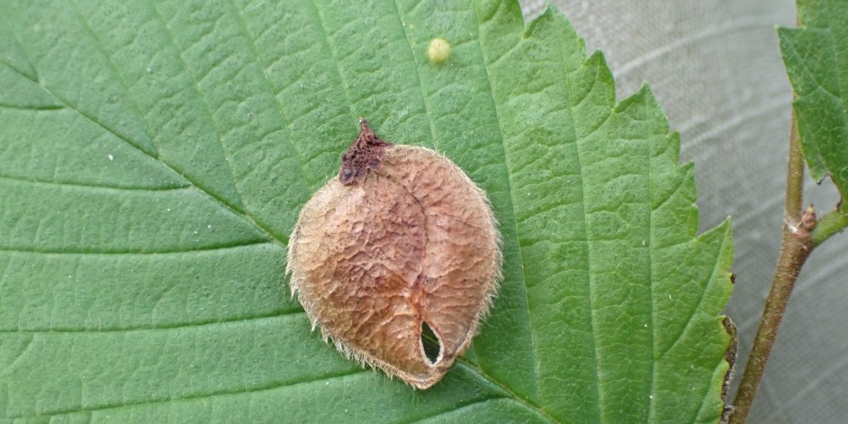 Ulmus laevis
