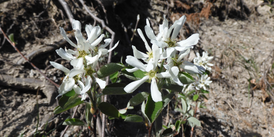 Amelanchier ovalis