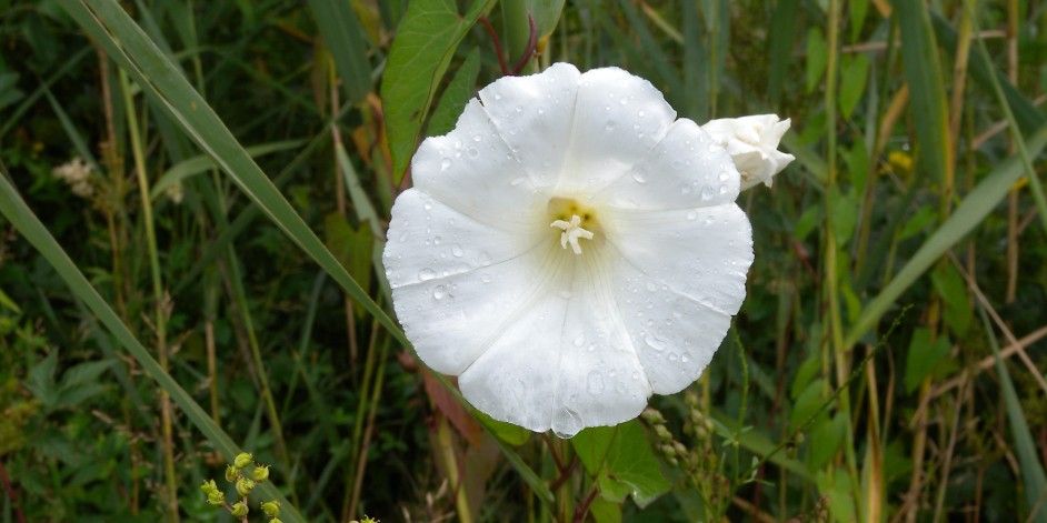 Calystegia sepium