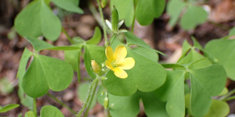 Oxalis stricta