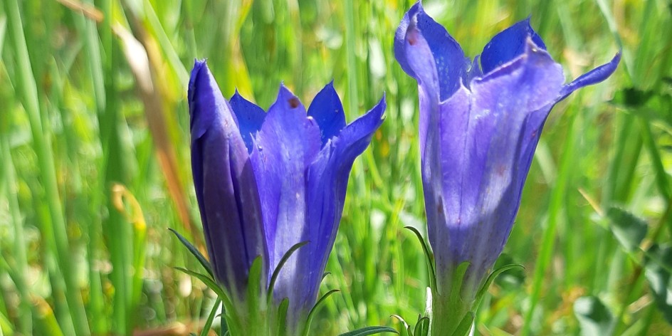 Gentiana pneumonanthe