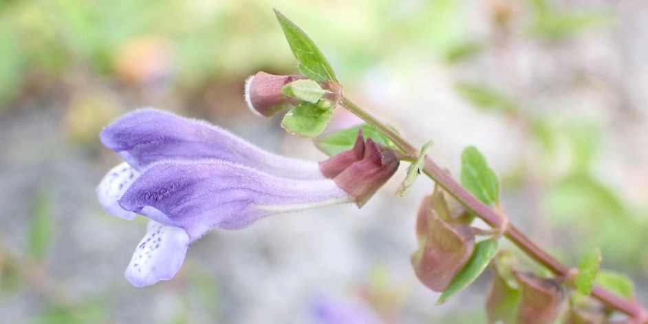 Scutellaria galericulata