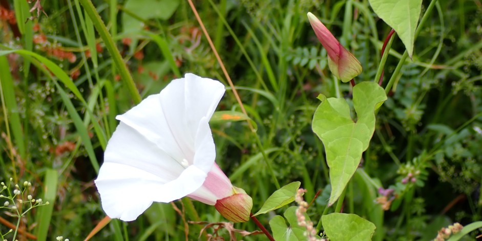 Calystegia silvatica