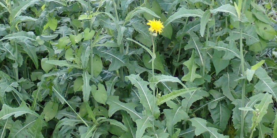Sonchus arvensis