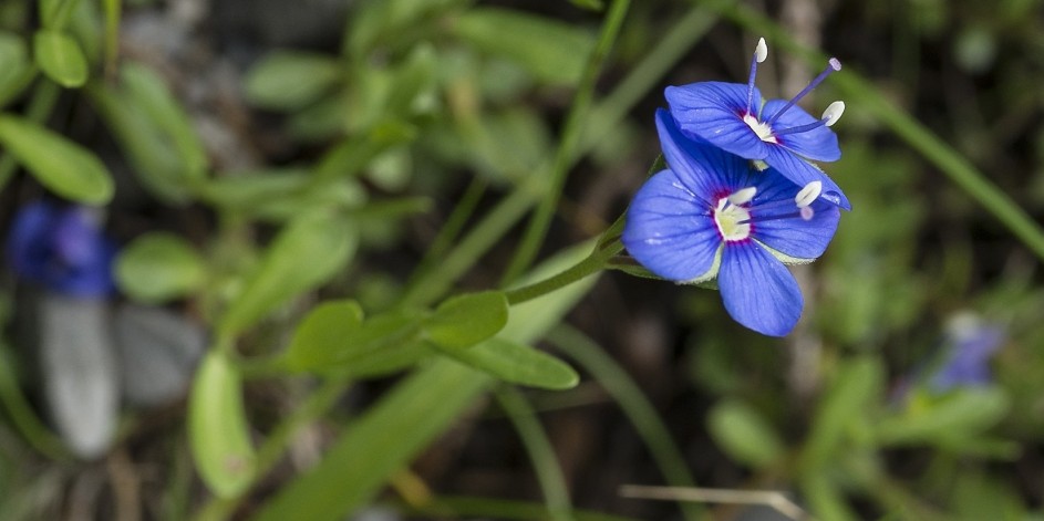Veronica fruticans