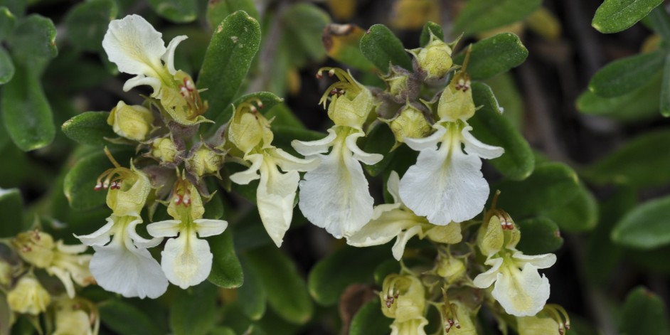 Teucrium montanum