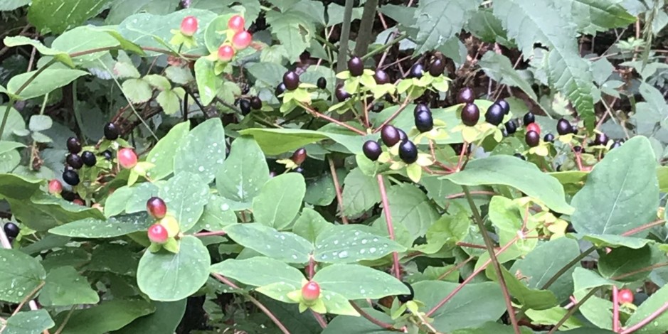 Hypericum androsaemum