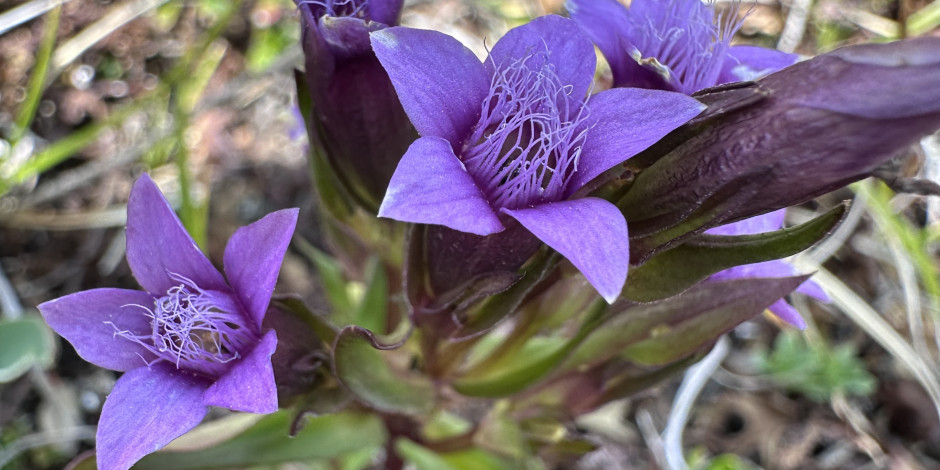 Gentiana engadinensis