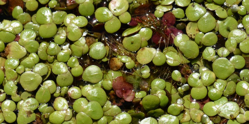 Spirodela polyrhiza