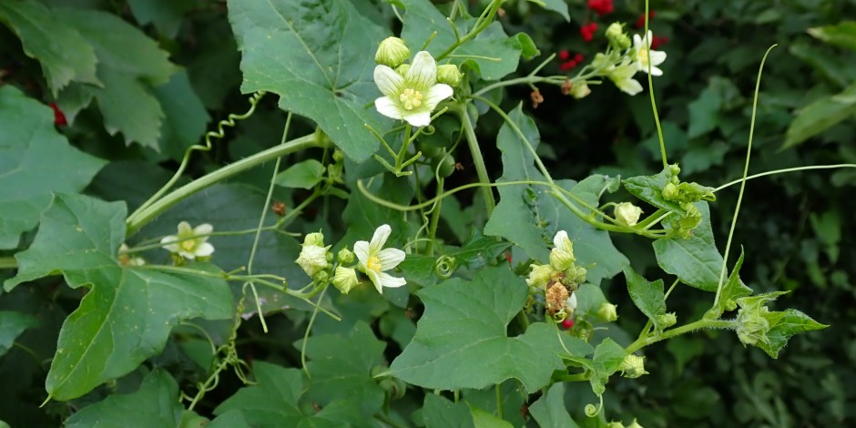 Bryonia dioica
