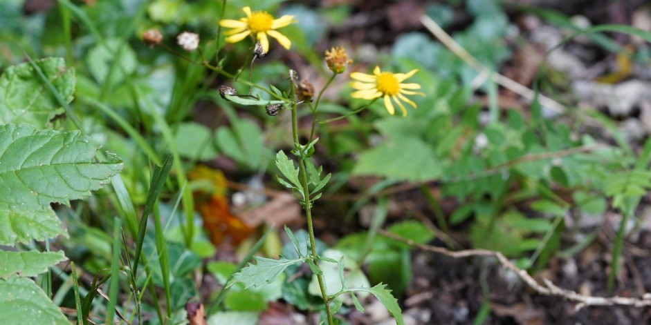 Senecio erraticus