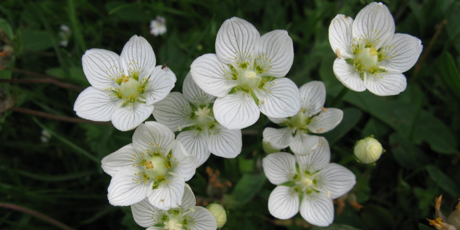 Parnassia palustris