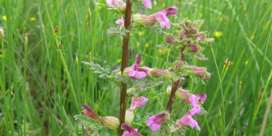 Pedicularis palustris