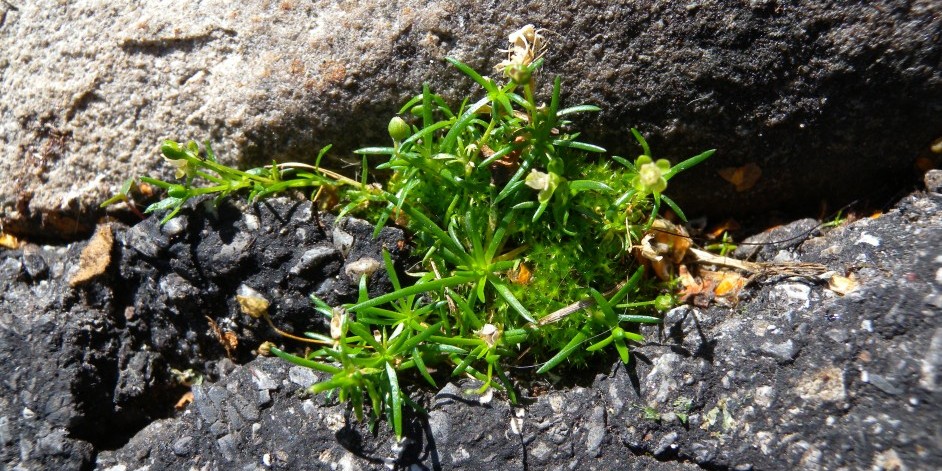 Sagina procumbens