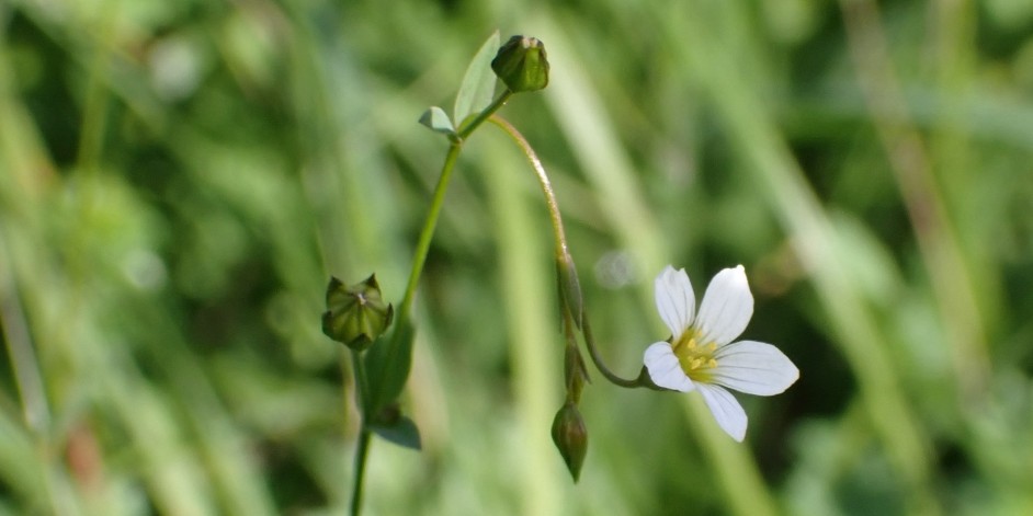 Linum catharticum