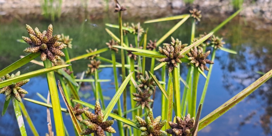 Schoenoplectus mucronatus