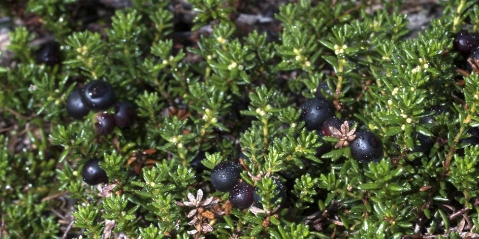 Empetrum nigrum