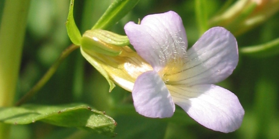 Gratiola officinalis