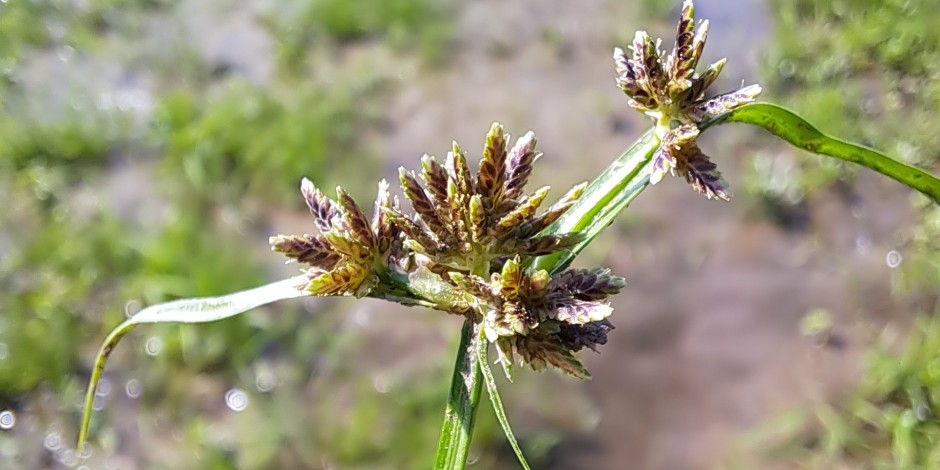 Cyperus fuscus