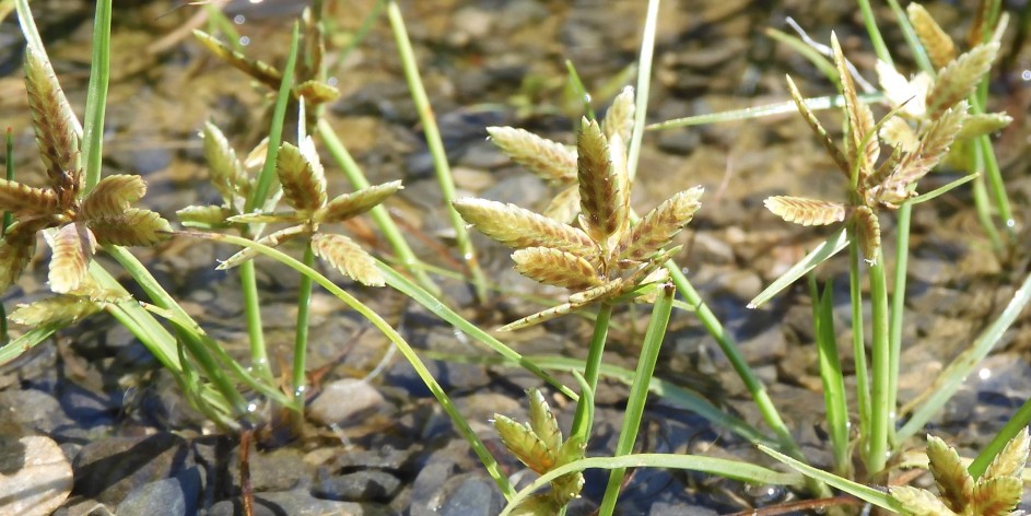 Cyperus flavescens