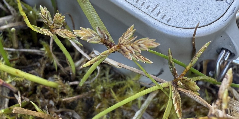 Cyperus flavescens
