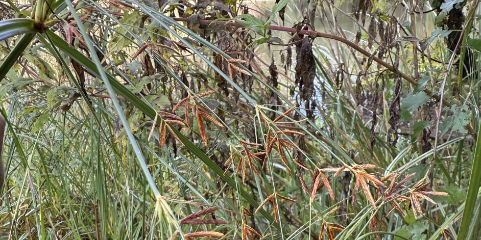 Cyperus longus