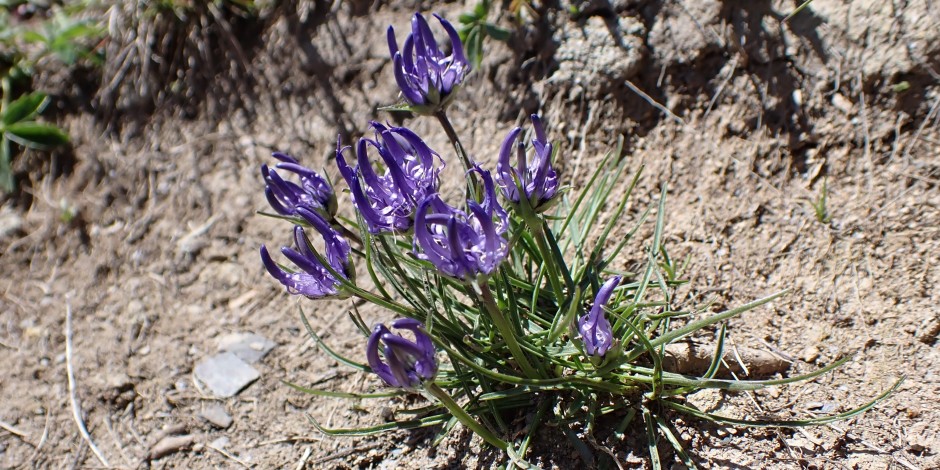 Phyteuma hemisphaericum