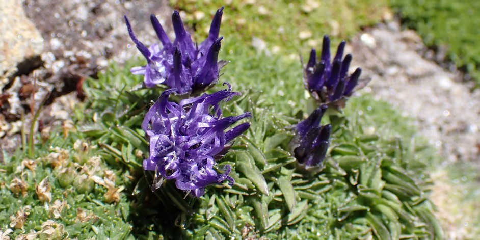 Phyteuma globulariifolium