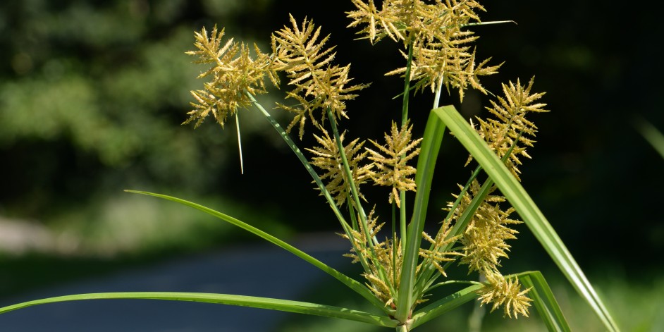Cyperus esculentus