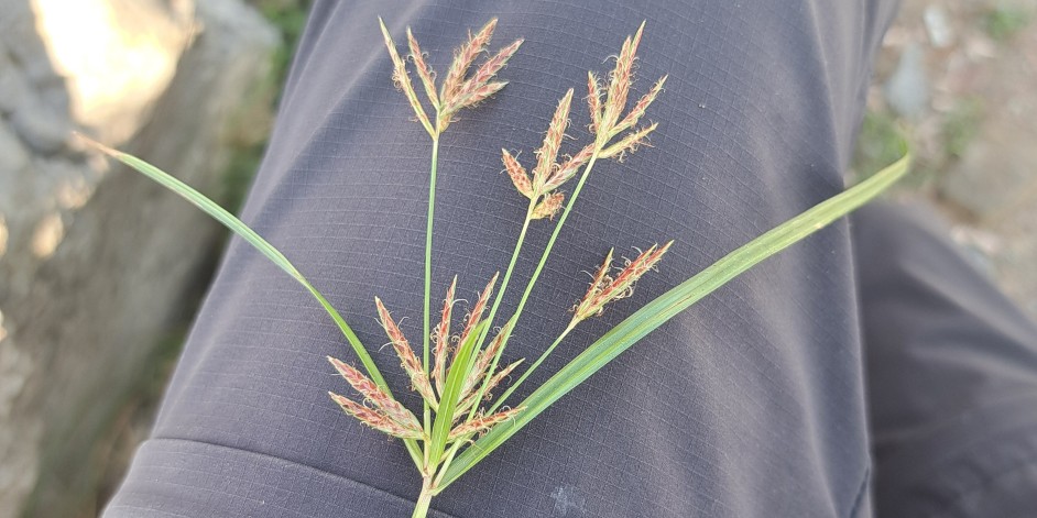 Cyperus rotundus