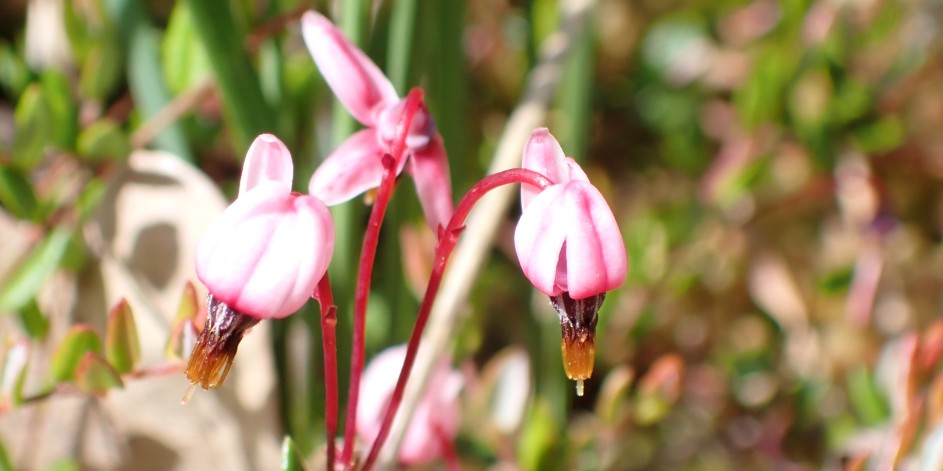 Vaccinium oxycoccos