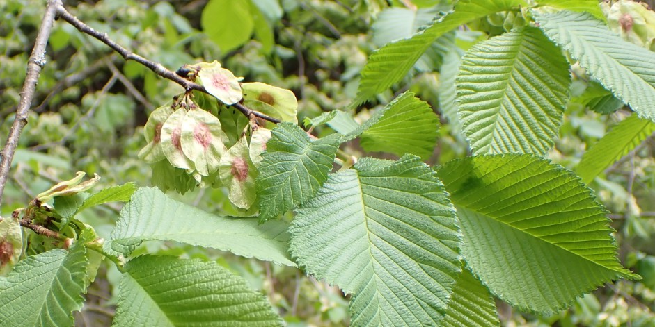 Ulmus glabra
