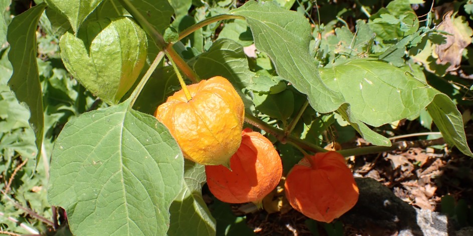 Physalis alkekengi