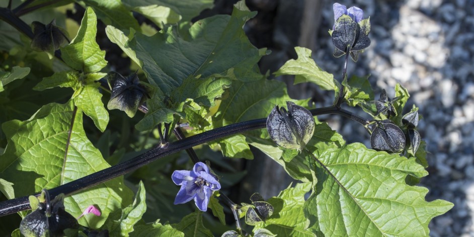 Nicandra physalodes