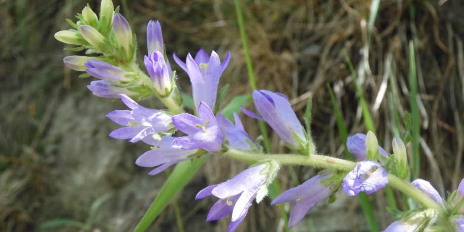 Campanula spicata