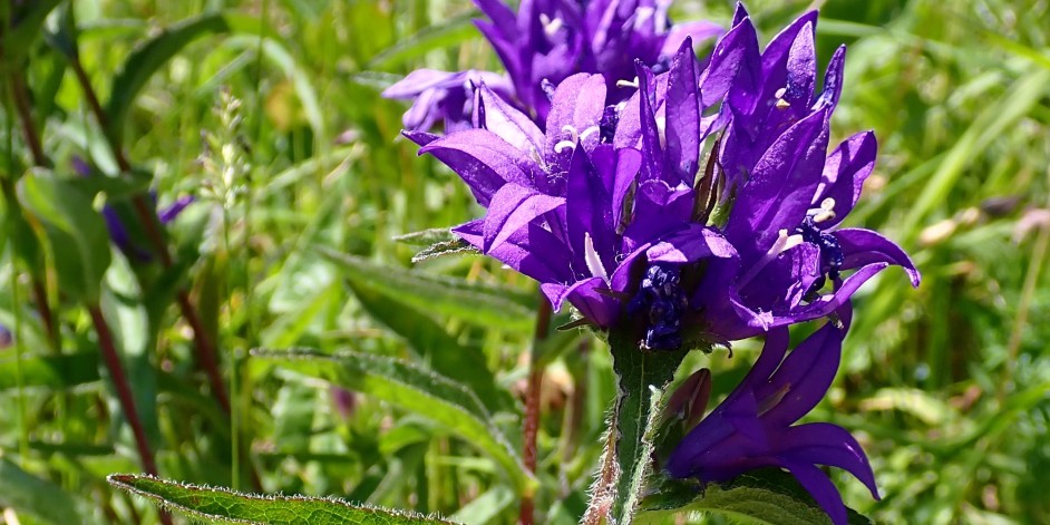 Campanula glomerata