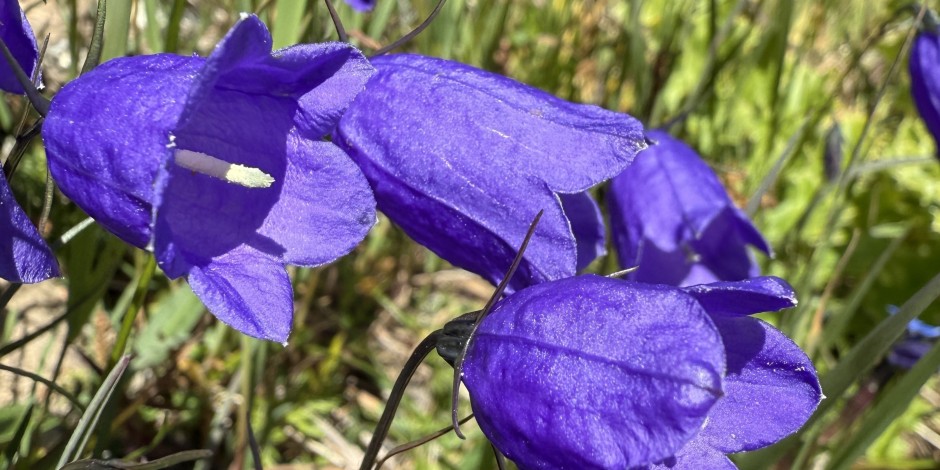 Campanula scheuchzeri