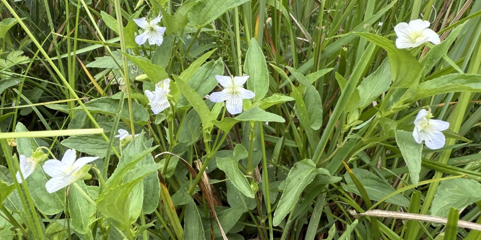 Viola persicifolia