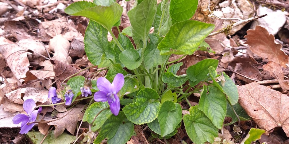Viola hirta