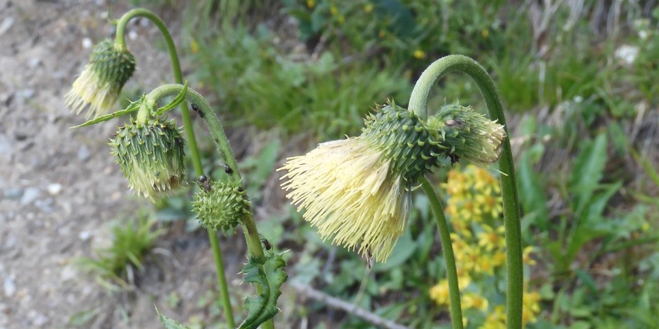 Cirsium erisithales