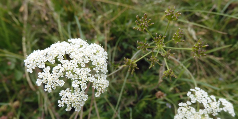 Bunium bulbocastanum