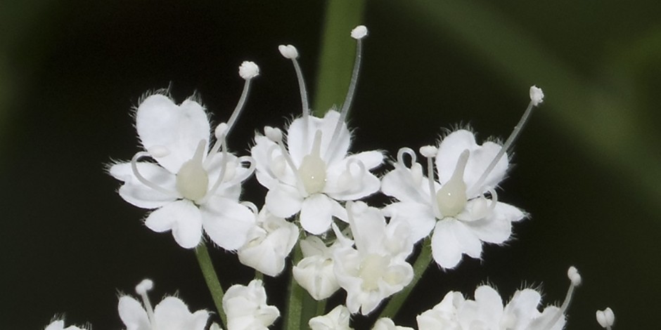 Chaerophyllum hirsutum aggr.